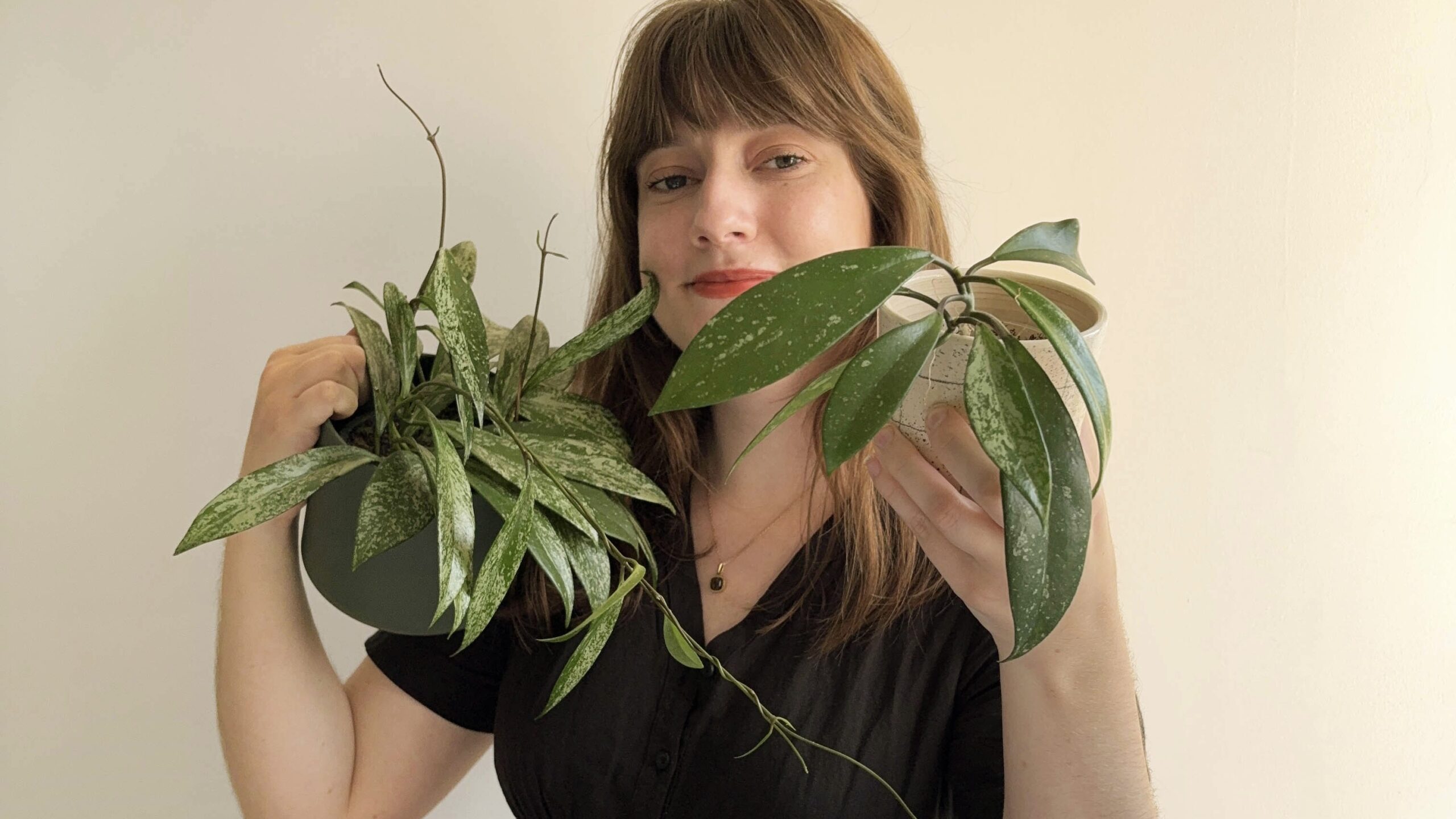 Comment bouturer votre hoya avec Gaëlle