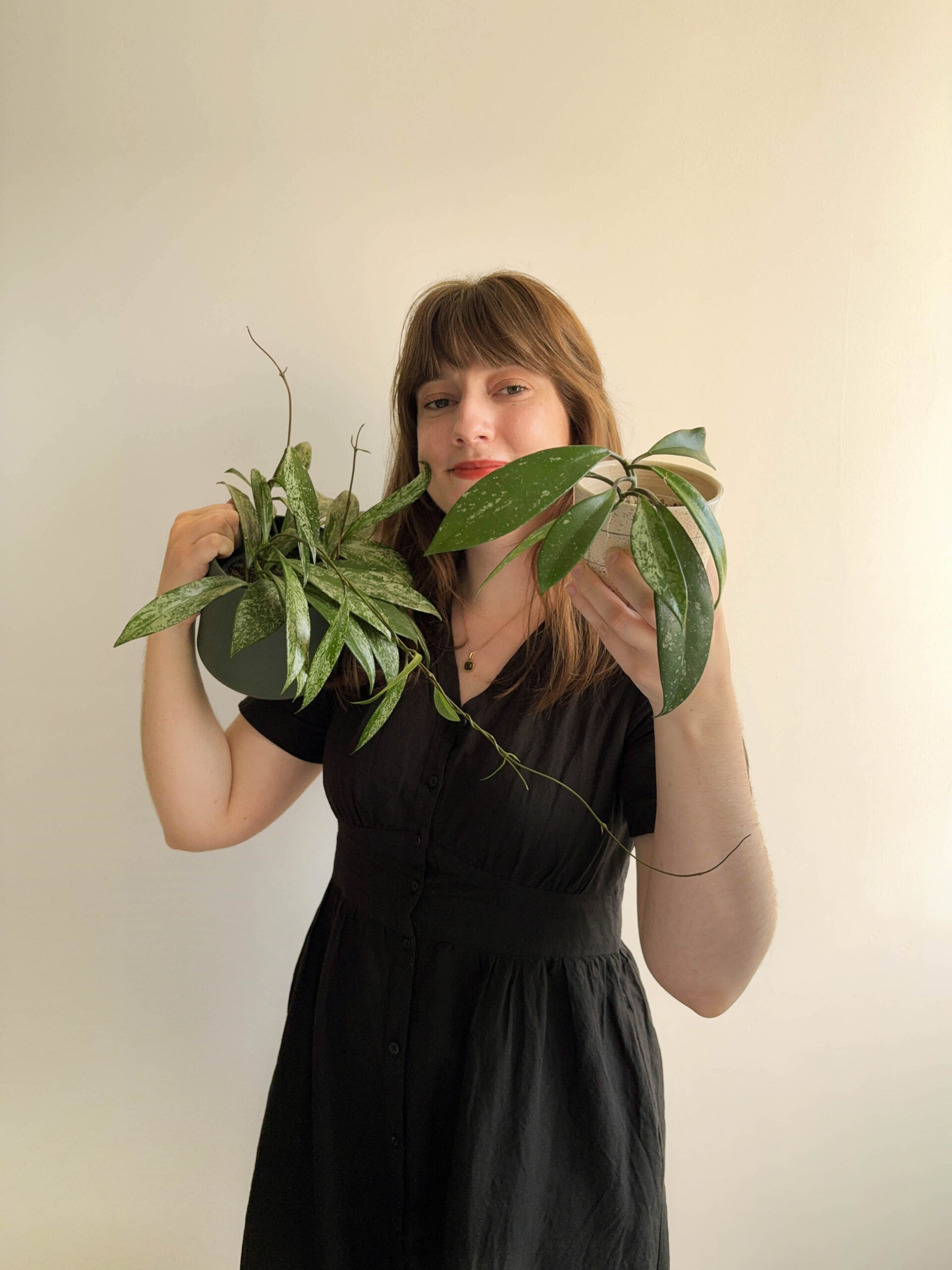 Comment bouturer les hoyas