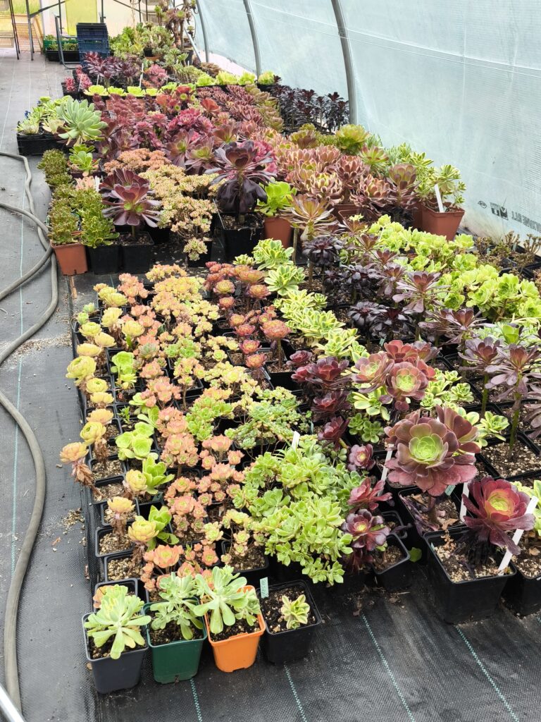 Comment cultiver des aeoniums