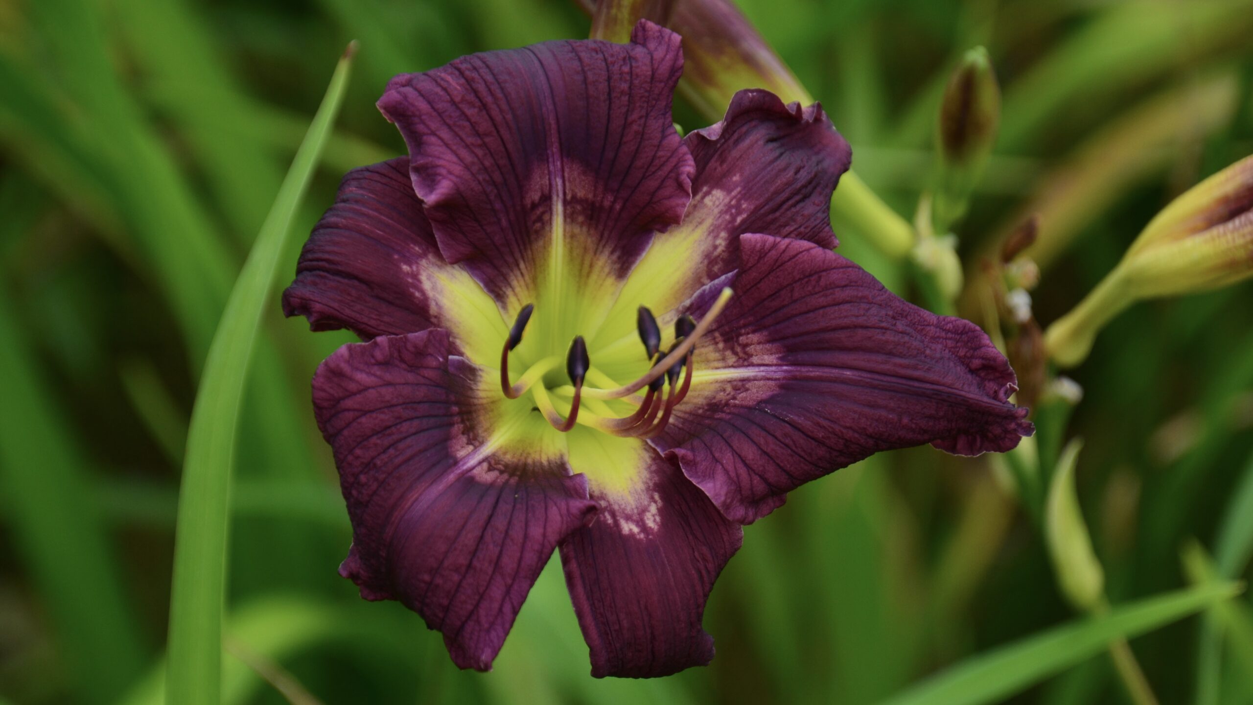 Cultiver des hémérocalles avec Guénolé
