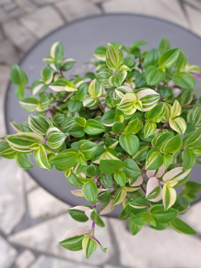 L'entretien des tradescantias ou misères