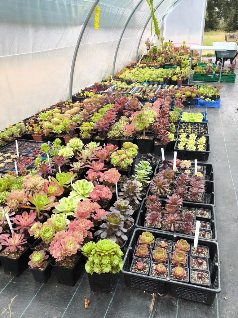 Culture d'aeoniums