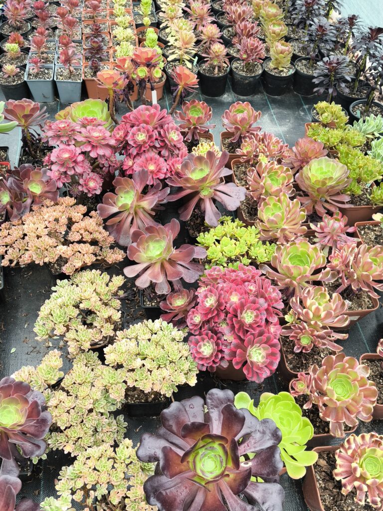Entretien des aeoniums