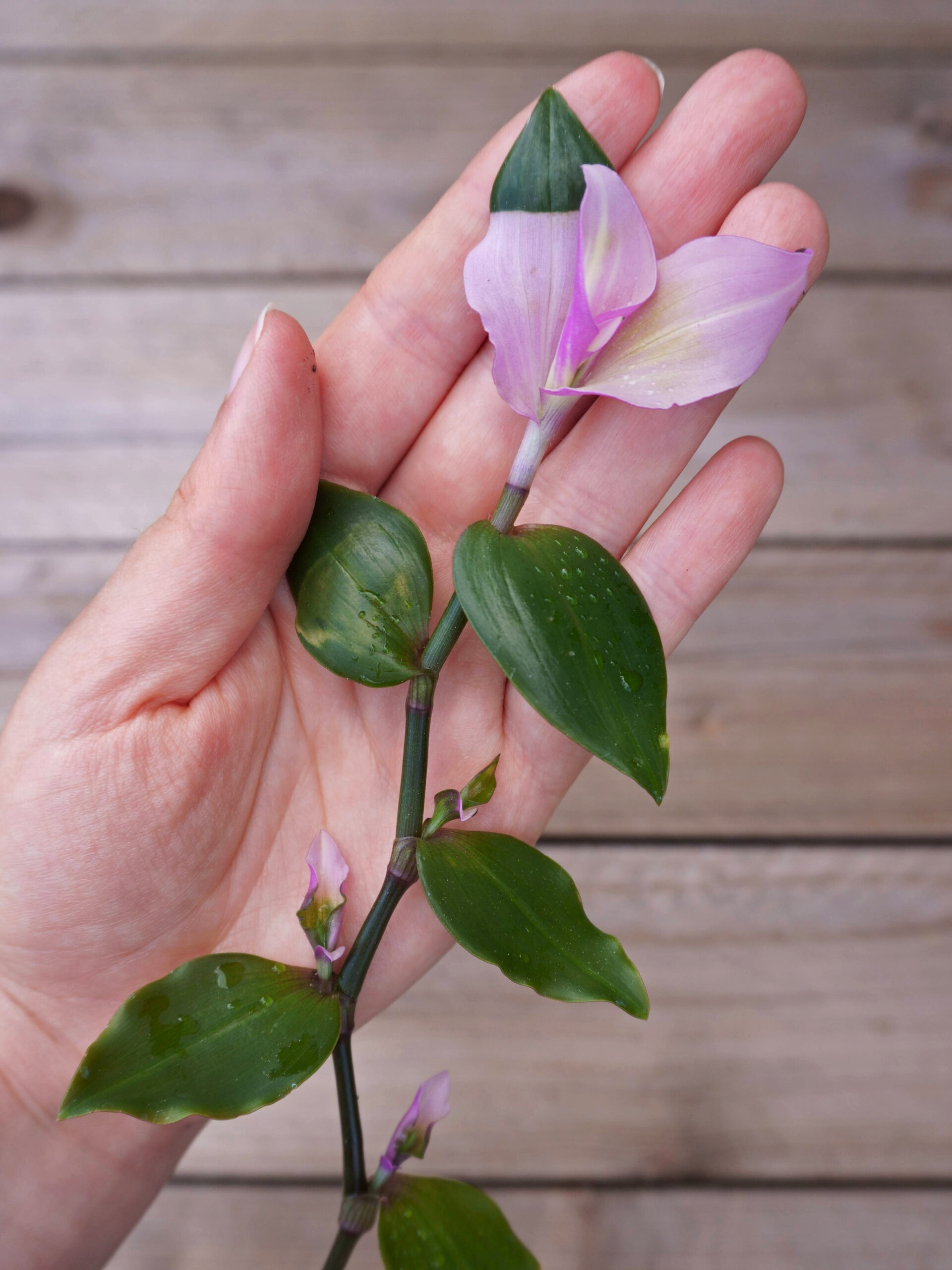 Entretenir la tradescantia bicolore