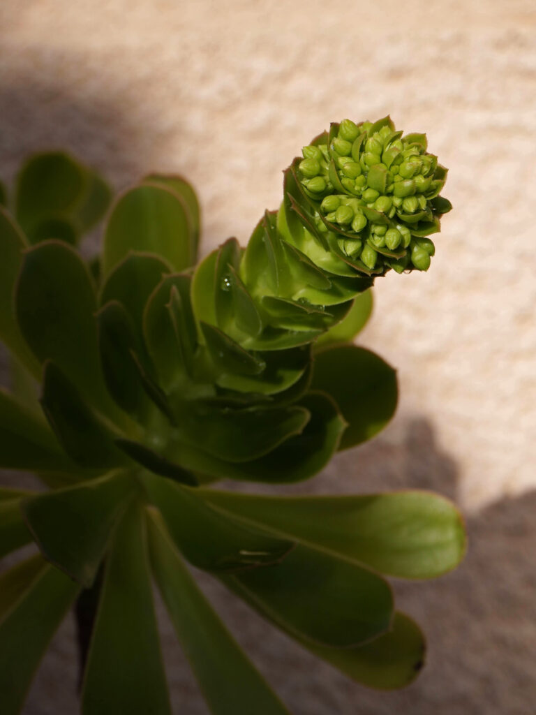 Floraison de l'aeonium