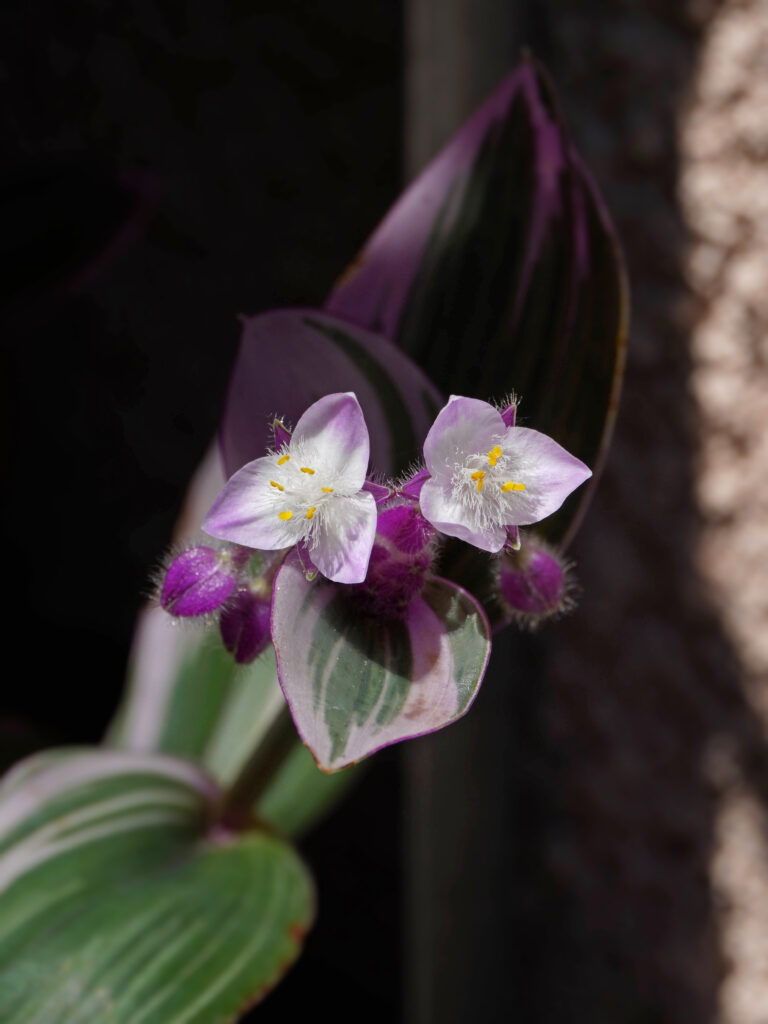 Comment entretenir les misères