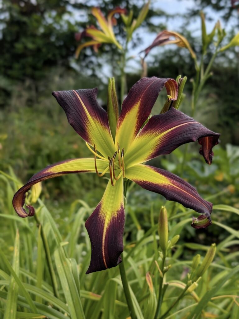 Hémérocalle Black Raven x Artificial Evolution