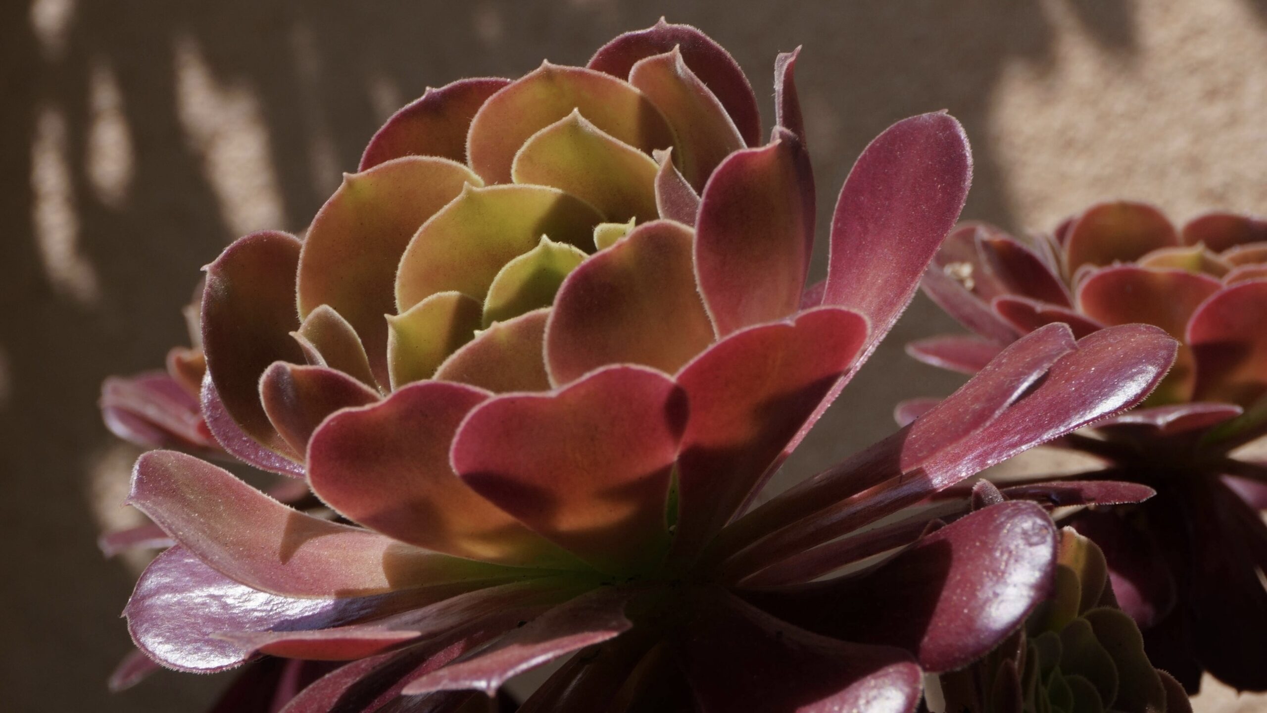 Tout savoir sur l’entretien des Aeonium avec Florian