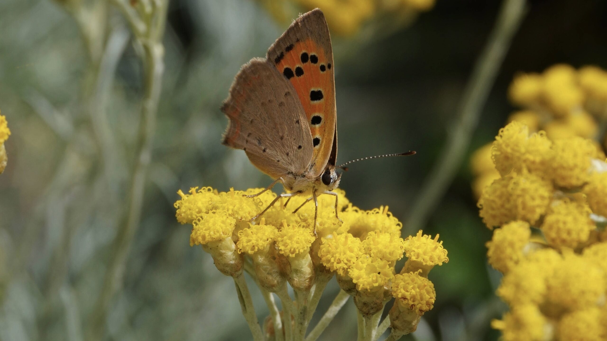 Jardin sans arrosage : 50 plantes résistantes à la sécheresse