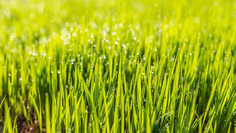 Les plantes couvre-sols : une alternative pratique et écologique au gazon