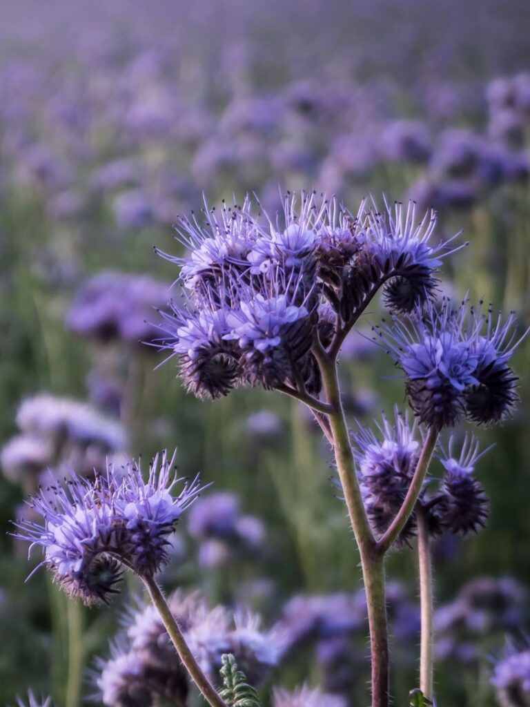 Pourquoi semer des engrais verts