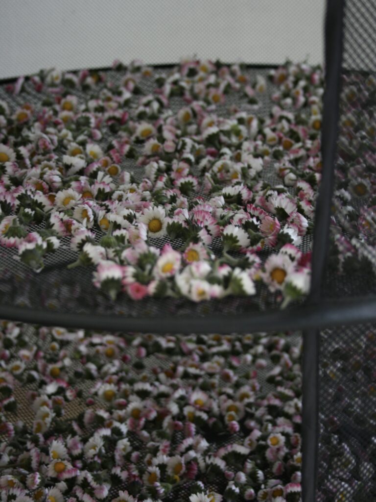 Comment faire sécher des fleurs