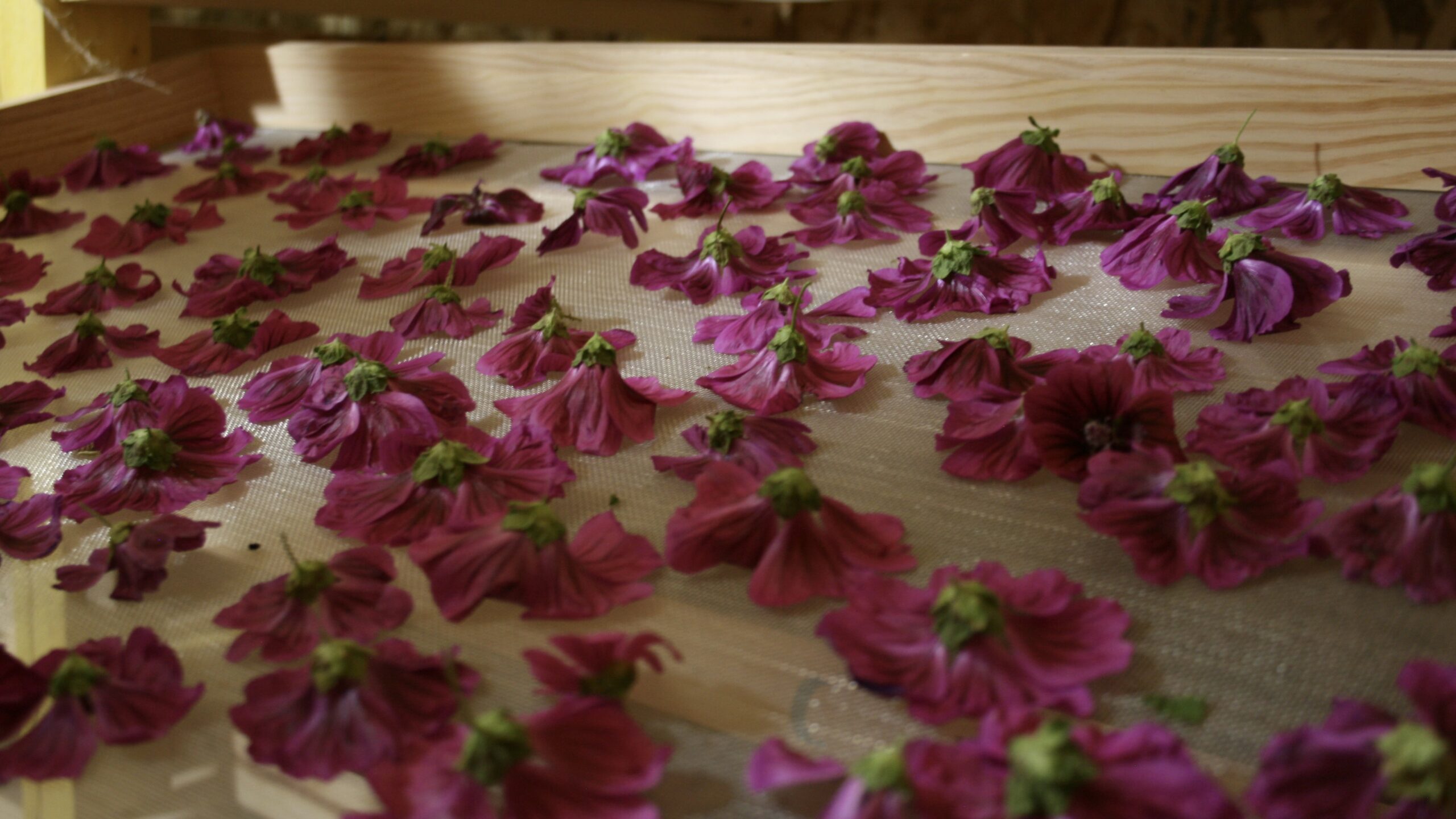 Tout savoir sur le séchage des plantes aromatiques et médicinales avec Alice & Pauline
