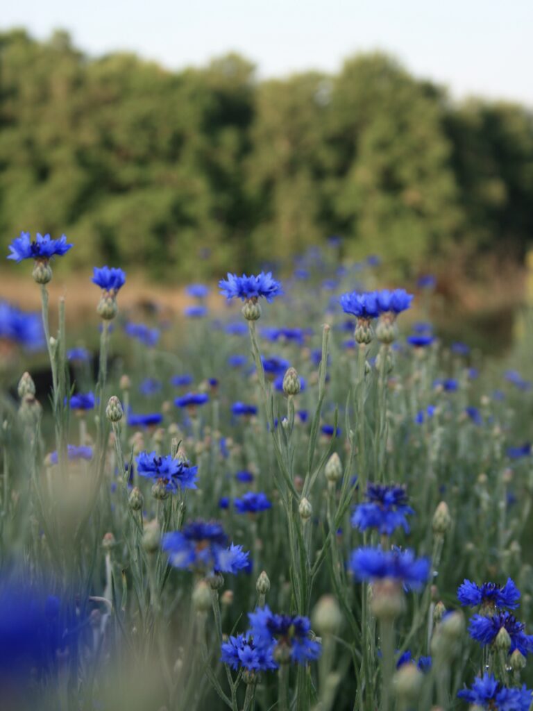 Les plantes aromatiques et médicinales les plus faciles et les plus délicates à sécher