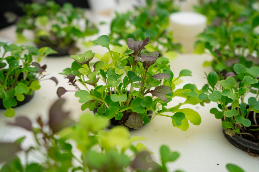 Culture de plantes en hydroponie