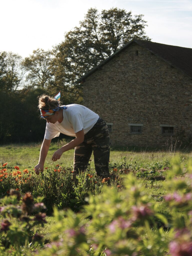 Quand récolter les fleurs et plantes aromatiques et médicinales