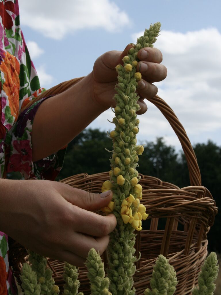 Comment récolter les plantes aromatiques et médicinales