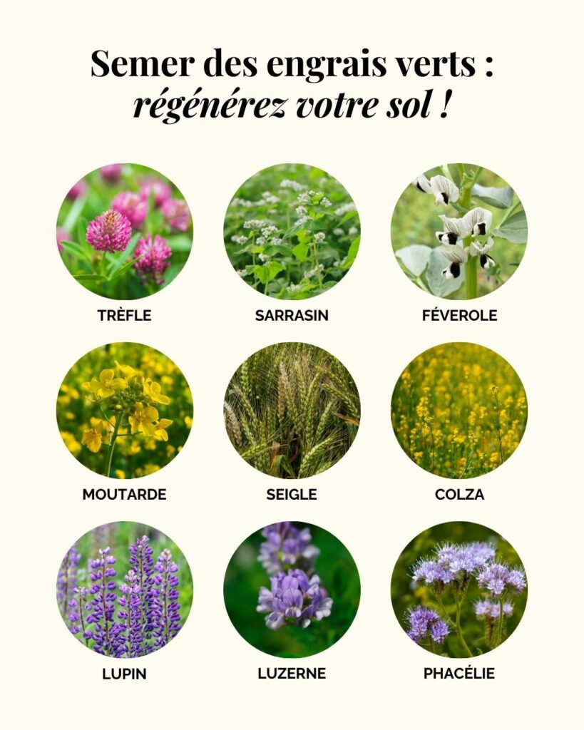 Quels engrais verts semer