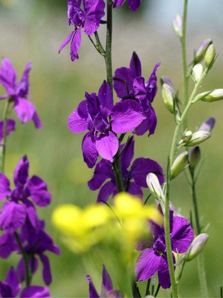 Semer des fleurs de delphinium en automne