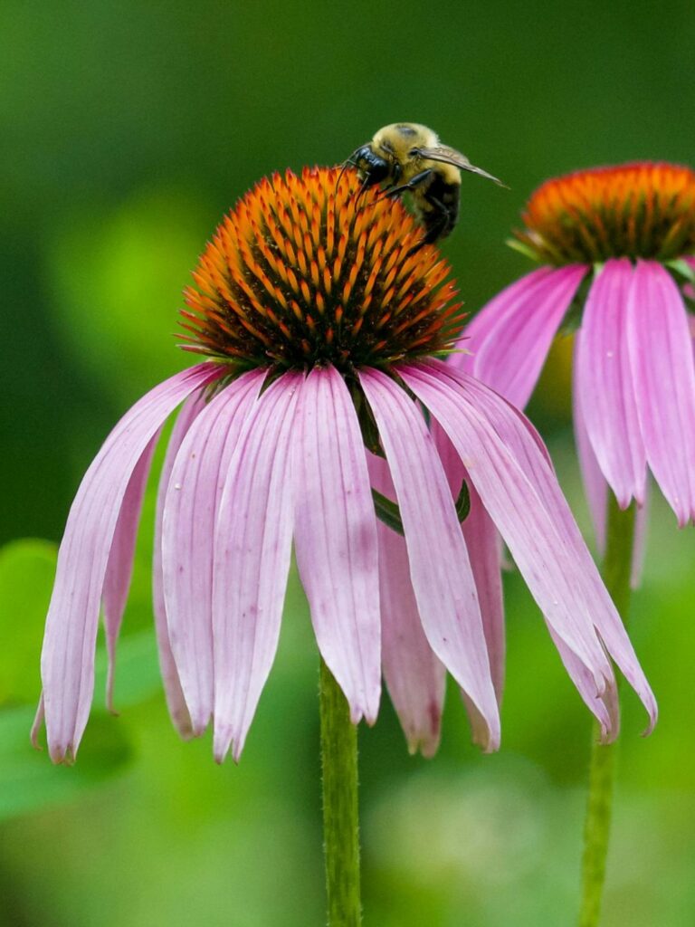 Semer des graines d'échinacée en automne