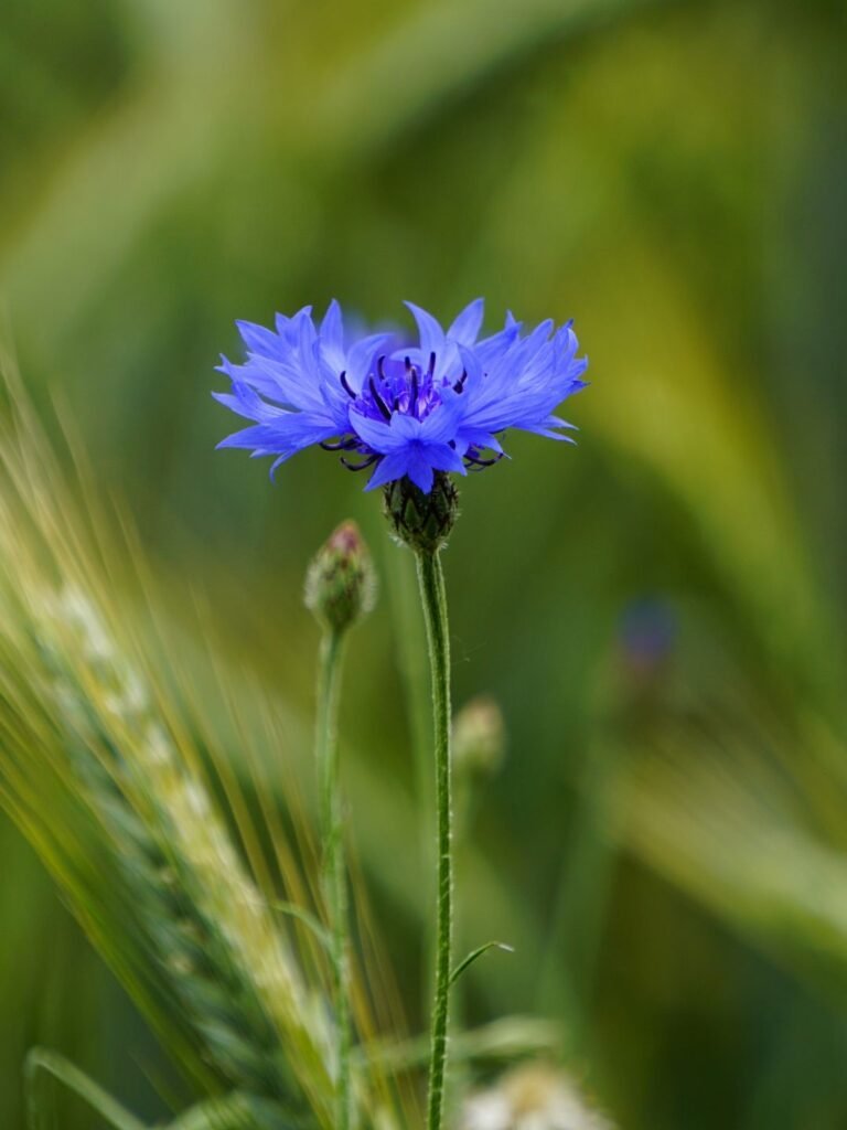Semer des graines de fleurs de bleuet en automne