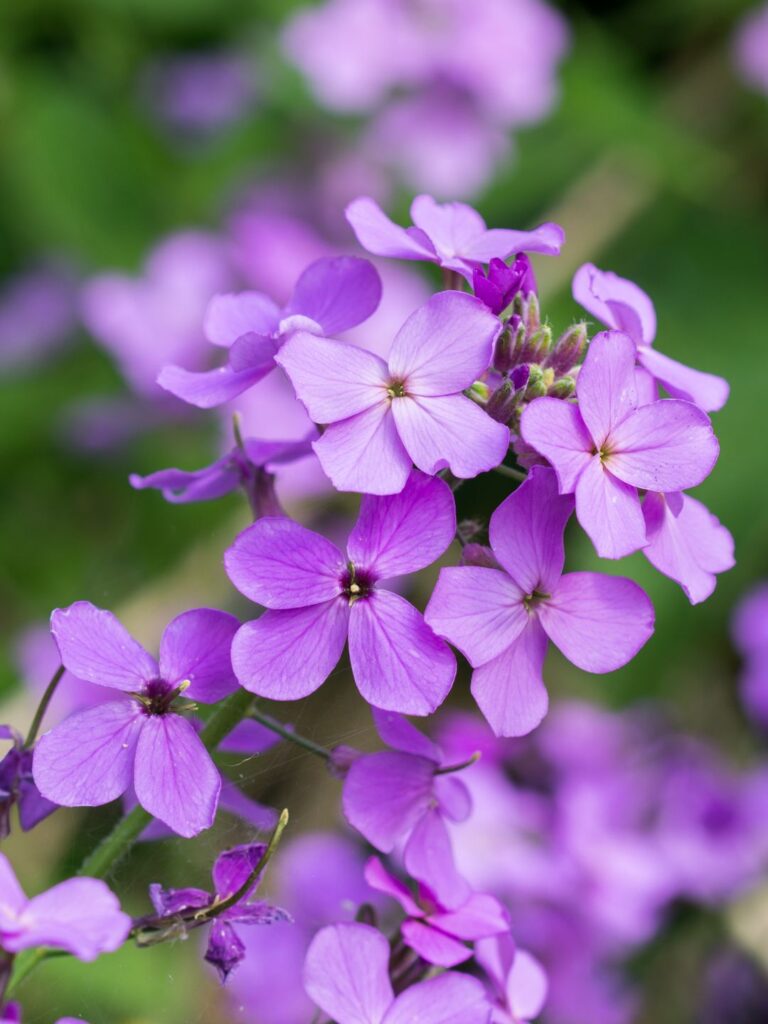 Semer des graines de monnaie du pape en automne