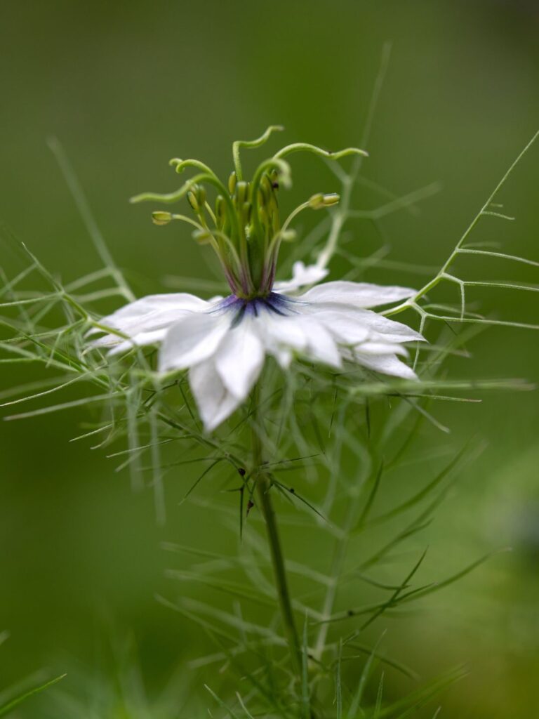 Semer des graines de nigelle en automne
