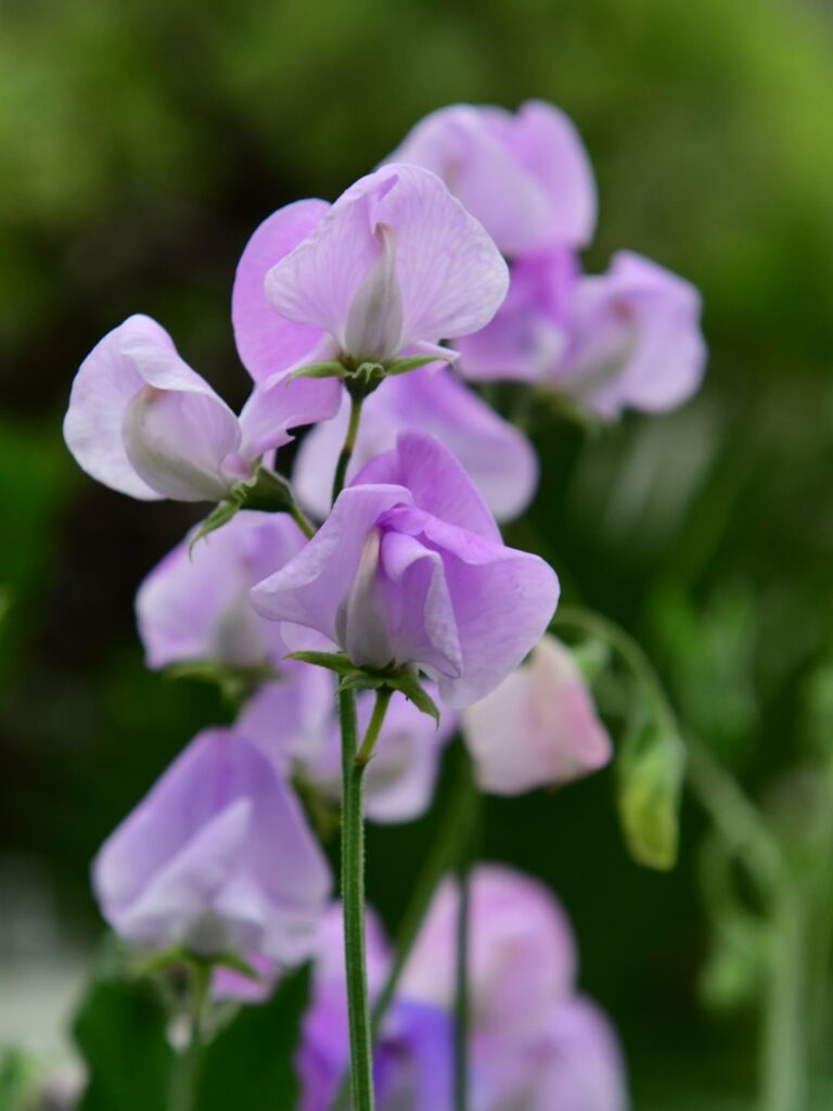 Semer des graines de pois de senteur en automne