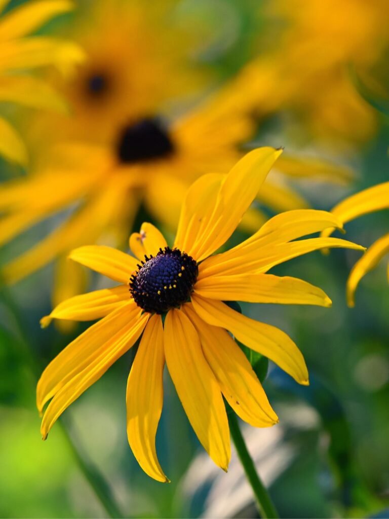 Semer graines rudbeckia automne