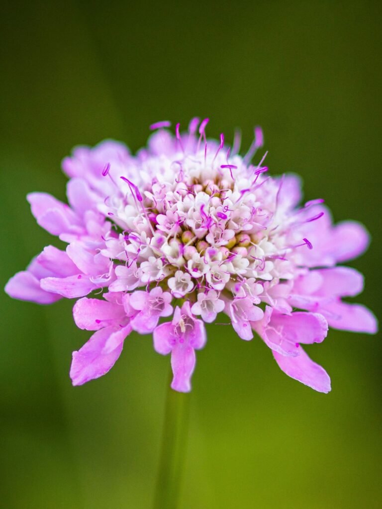 Semis fleurs scabieuse automne