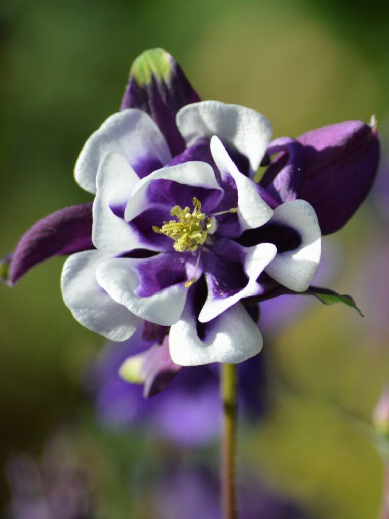 Semer des graines d'ancolie en automne