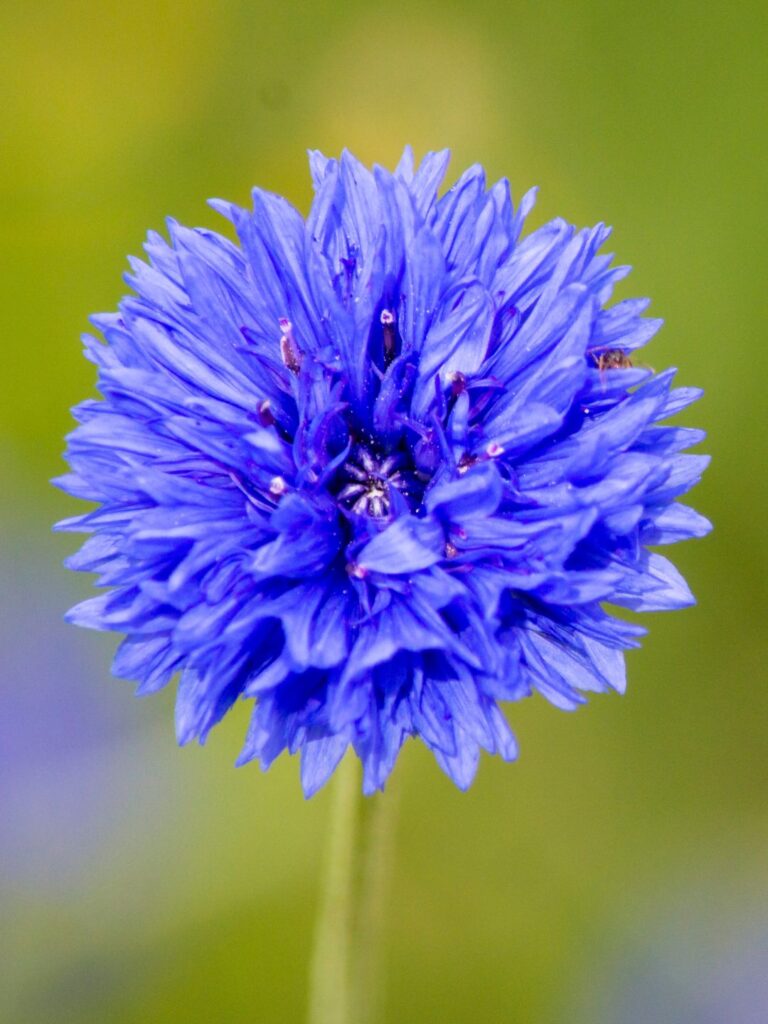 Semer des graines de bleuet en automne