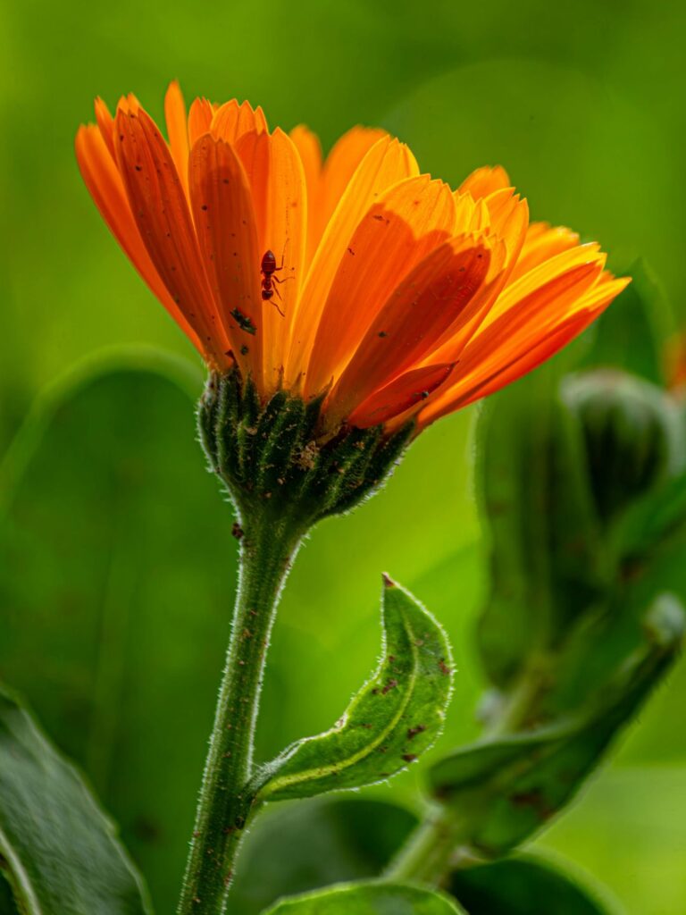 Semer des graines de souci ou calendula en automne
