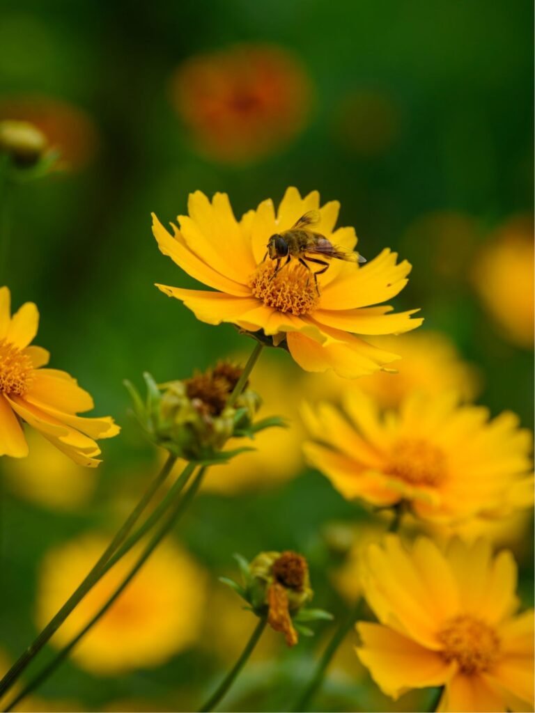 Semis de graines de coreopsis en automne