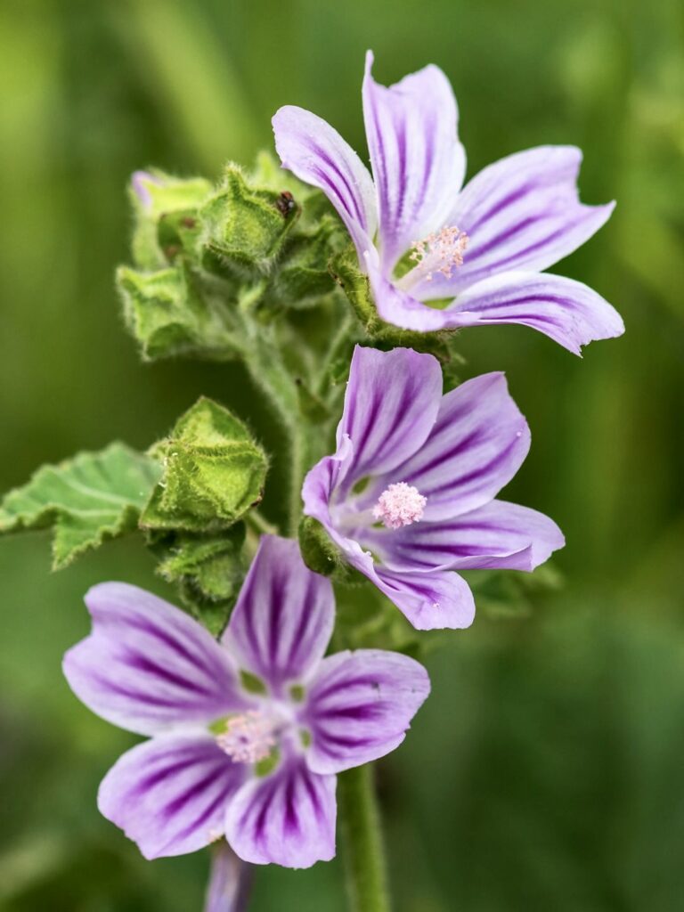 Semer des graines de mauve en automne