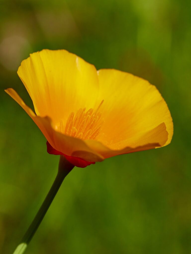 Semer des graines de pavot de californie en automne