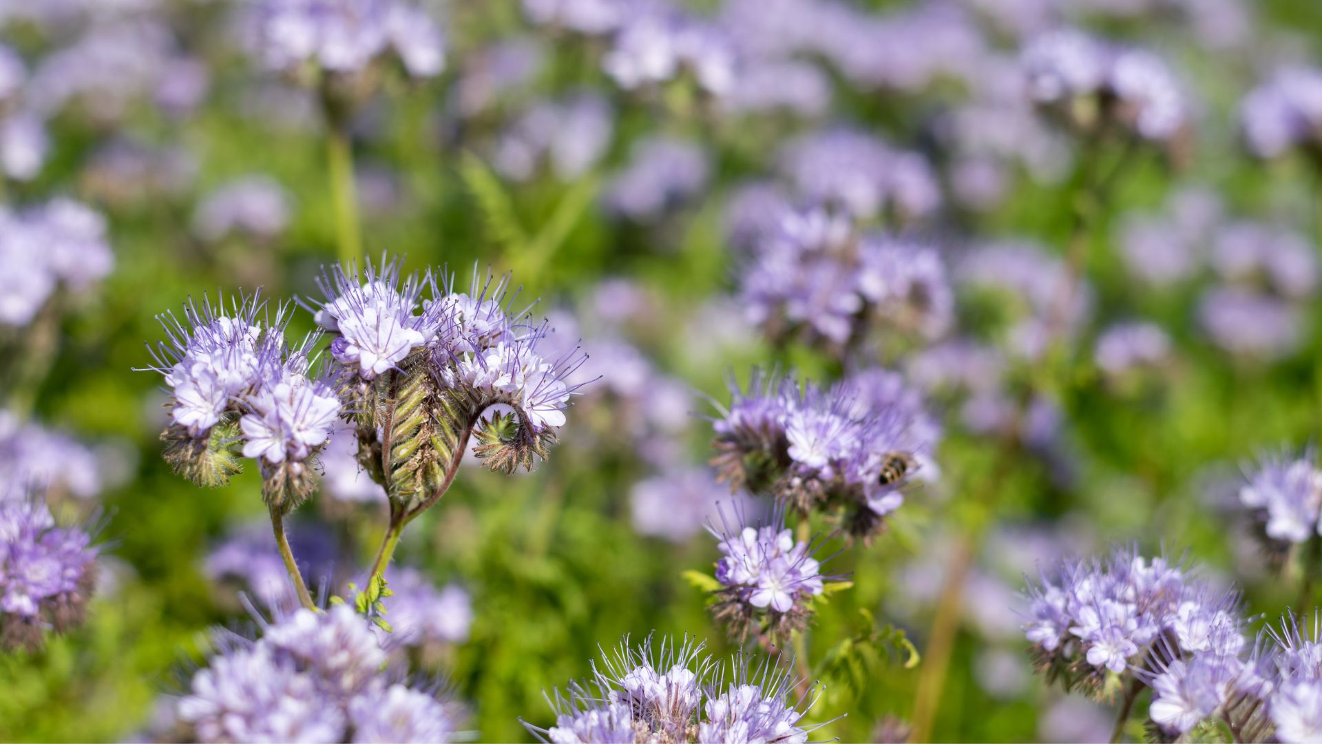 Semer des engrais verts pour un sol fertile