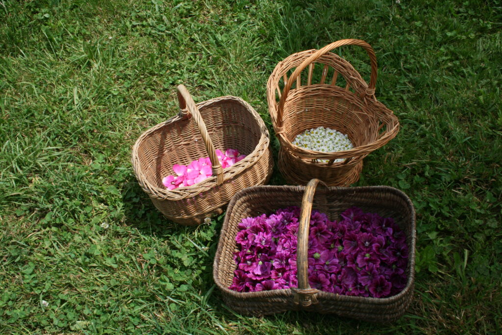 Tout savoir sur le séchage des fleurs et des plantes aromatiques et médicinales