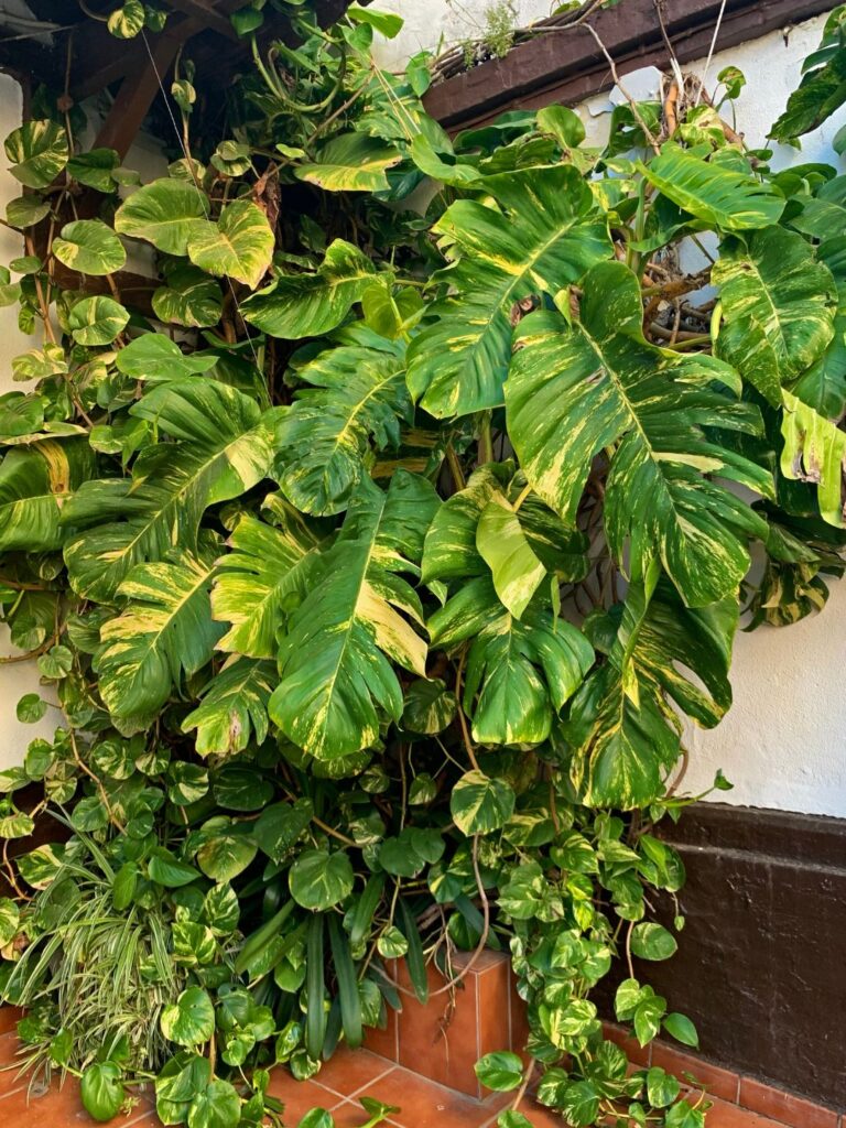 Comment rapporter des plantes de voyage ?