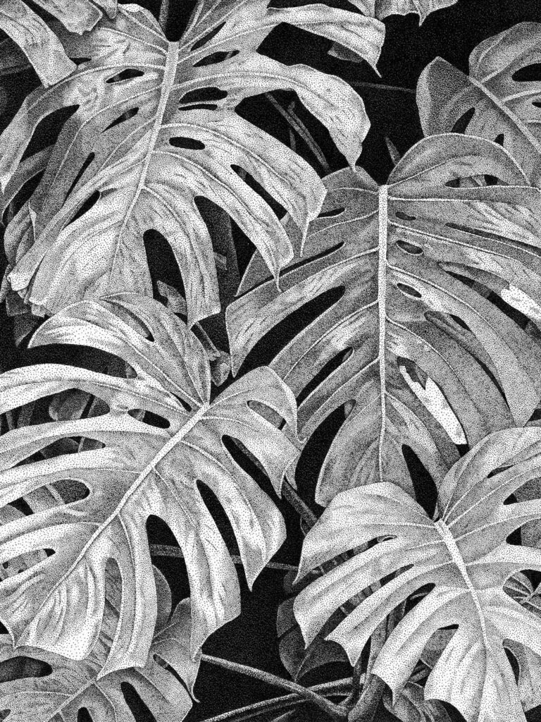 Illustration botanique Carole Levy