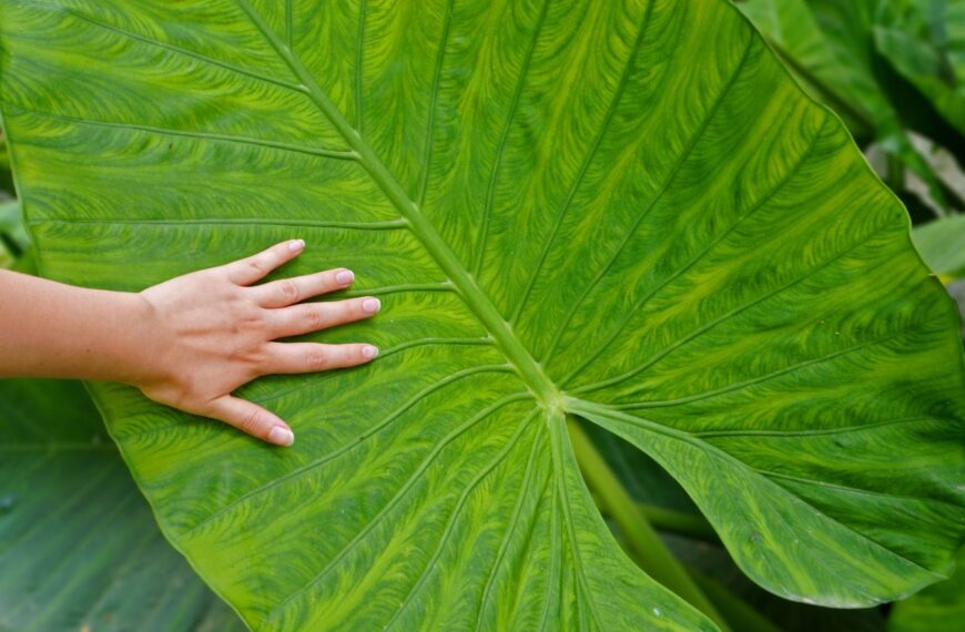 Peut-on rapporter des plantes comme souvenirs de vacances ?