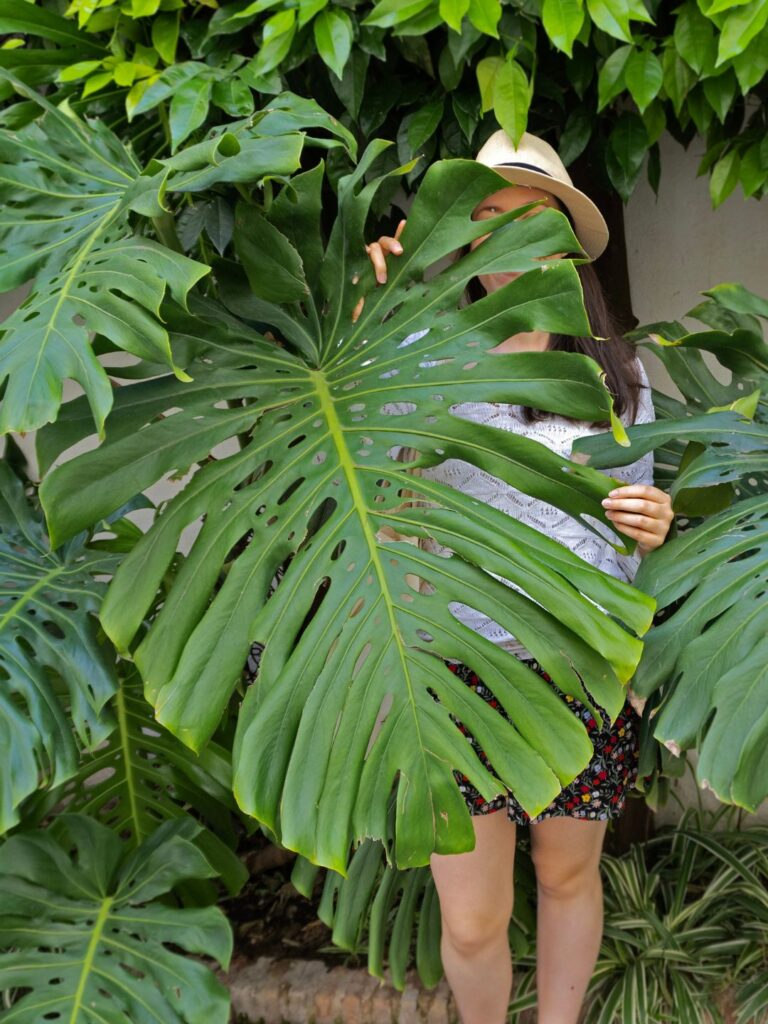 Peut-on ramener des plantes de vacances ?