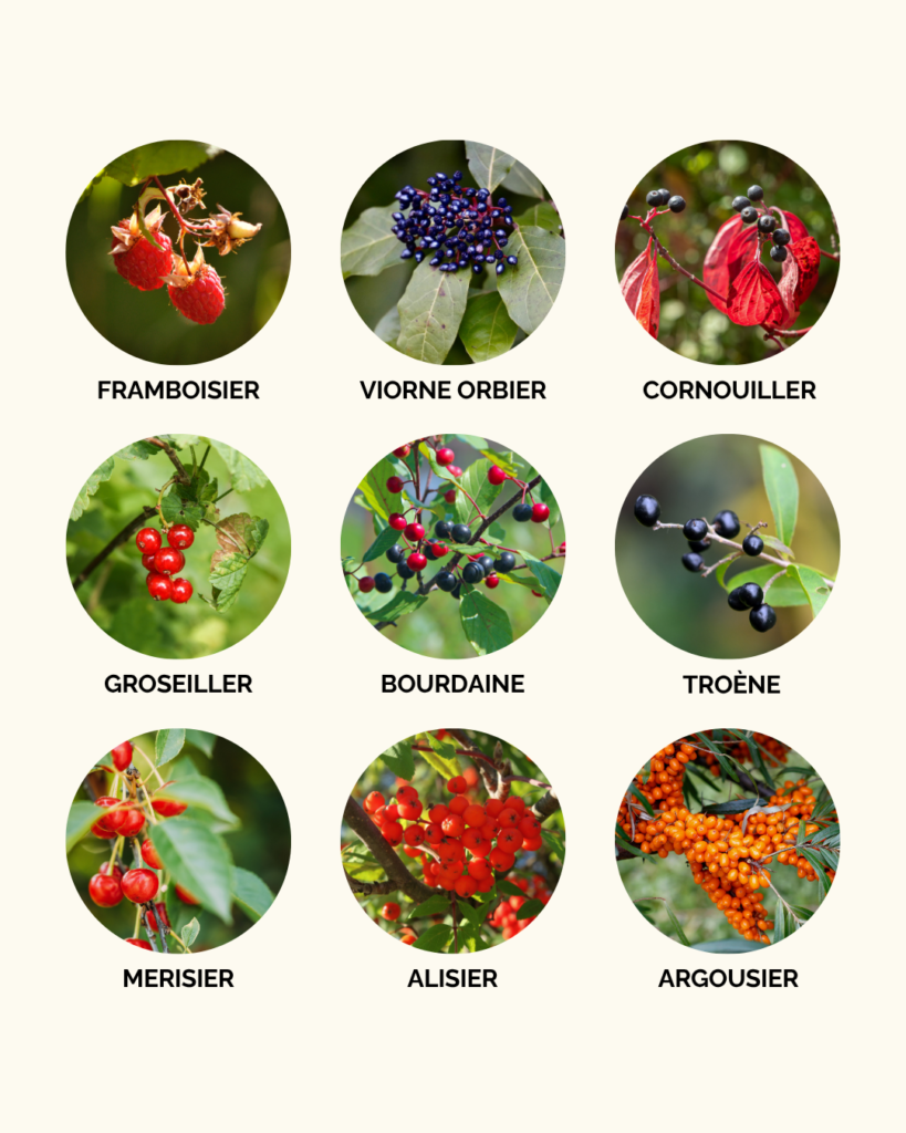 Arbustes à baies pour nourrir les oiseaux au jardin