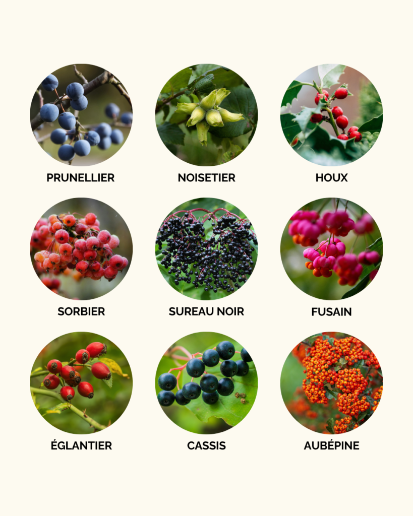 Arbustes nourriciers pour attirer les oiseaux au jardin