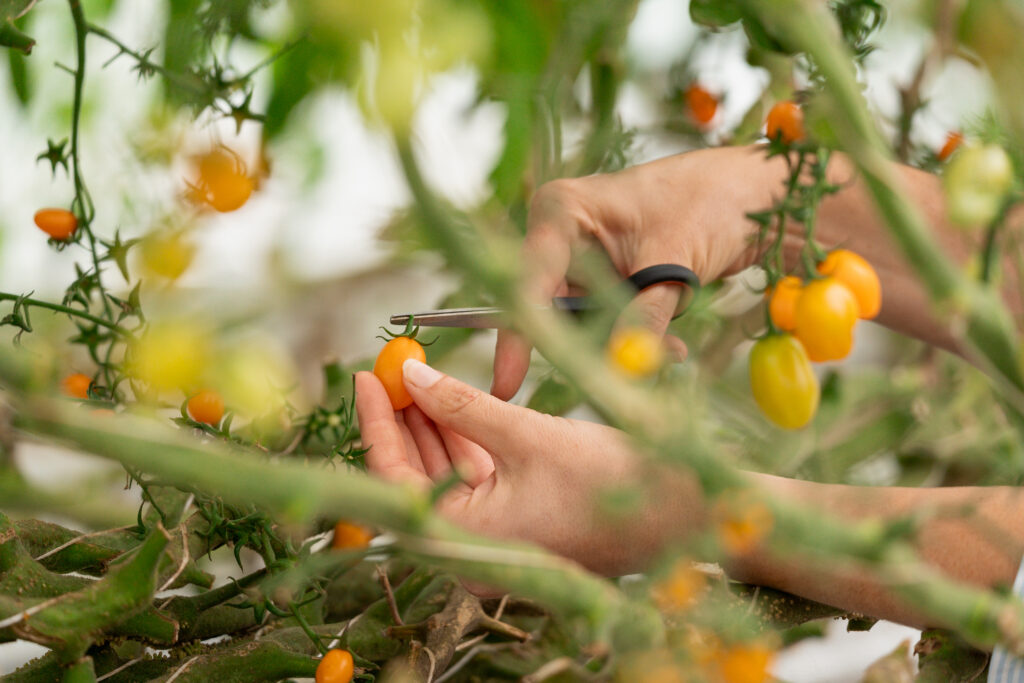 Les avantages et économies de la culture en hydroponie