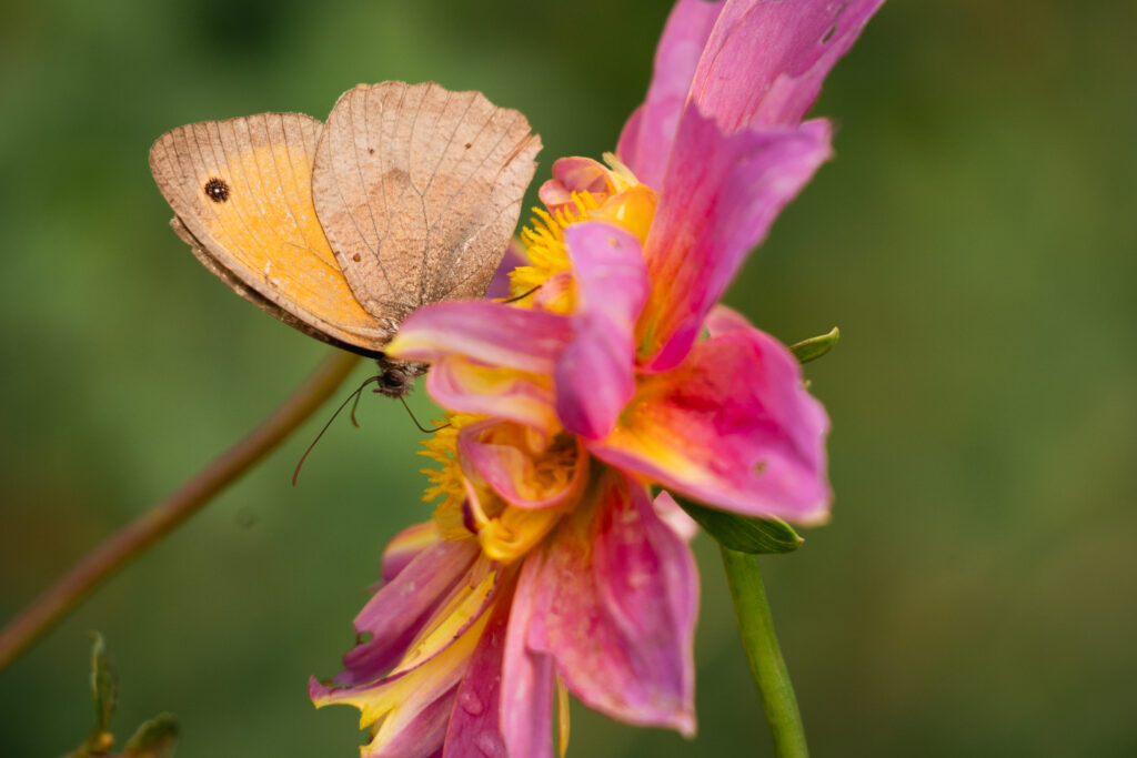 Biodiversité ferme bio hydroponique