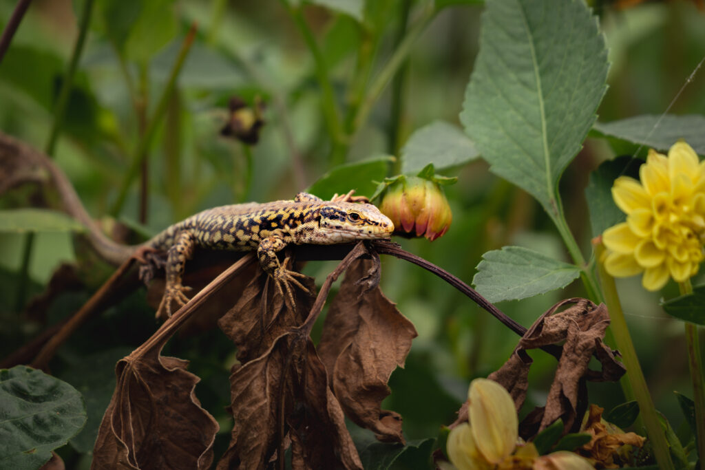 Biodiversité culture hydroponique