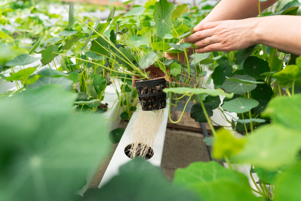 Comment cultiver des plantes en hydroponie