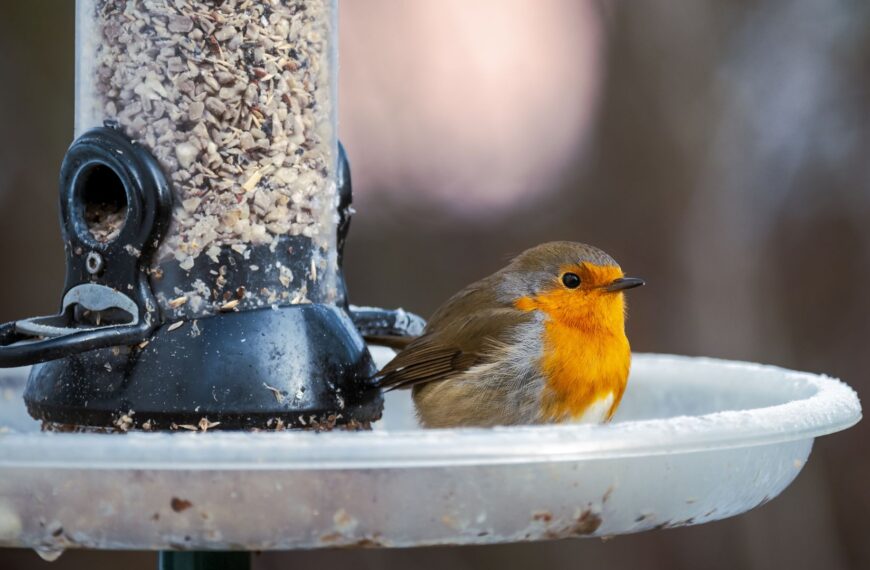 Comment nourrir les oiseaux de son jardin en hiver ?