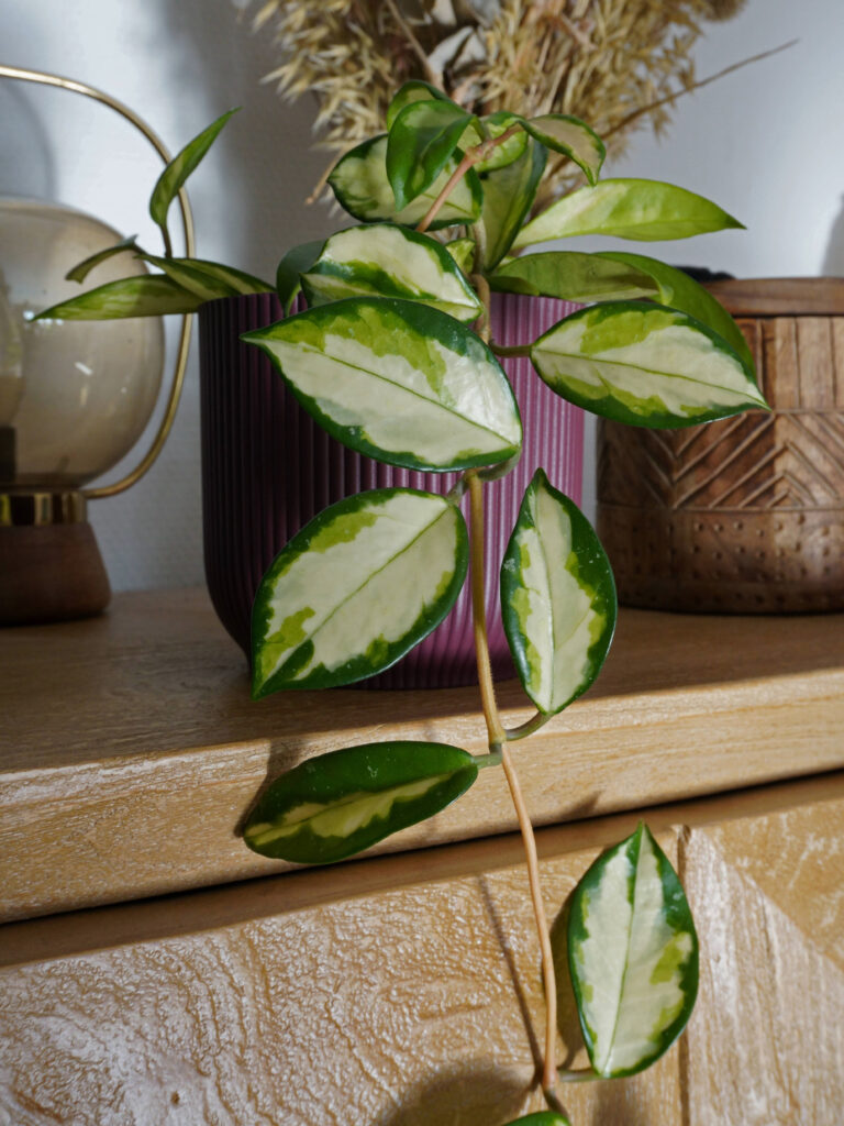 Où trouver des plantes à petit prix